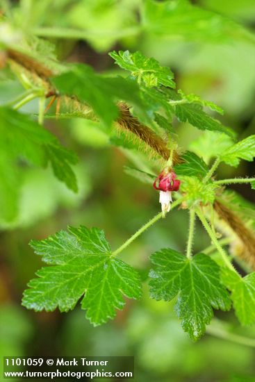 Canyon Gooseberry blossom & foliage