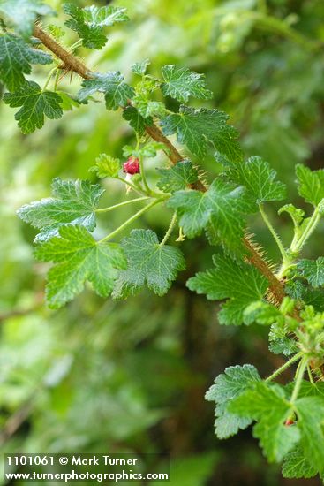 Canyon Gooseberry blossom & foliage
