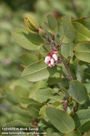 Baker's Manzanita blossoms & foliage