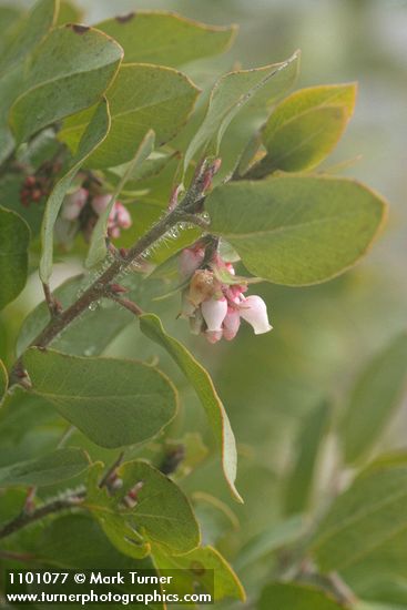 Baker's Manzanita blossoms & foliage
