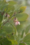 Baker's Manzanita blossoms & foliage