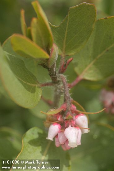 Baker's Manzanita blossoms & foliage detail