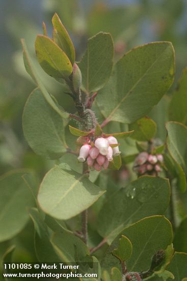Baker's Manzanita blossoms & foliage detail