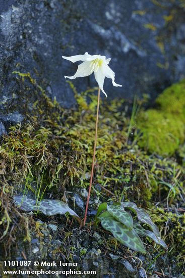 Lemon Fawn Lily on serpentine slope