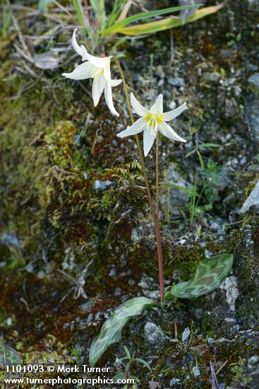Lemon Fawn Lilies