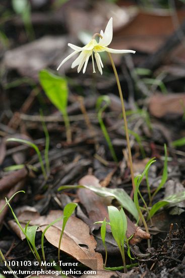 California Fawn Lily