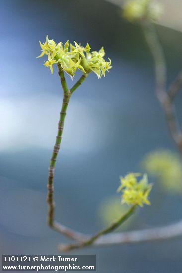 Blackfruit Dogwood blossoms
