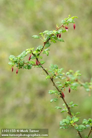 Canyon Gooseberry blossoms & foliage