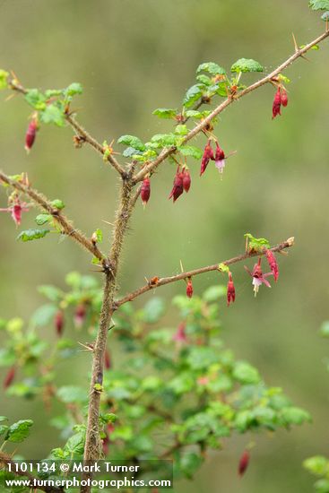 Canyon Gooseberry blossoms & foliage