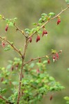 Canyon Gooseberry blossoms & foliage