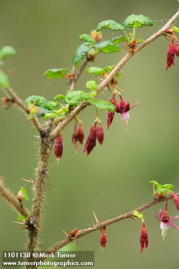 Canyon Gooseberry blossoms & foliage