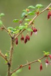 Canyon Gooseberry blossoms & foliage