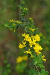 French Broom blossoms & foliage