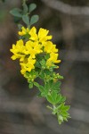 French Broom blossoms & foliage