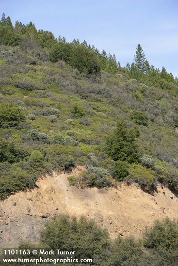 High elevation chaparral above road cut