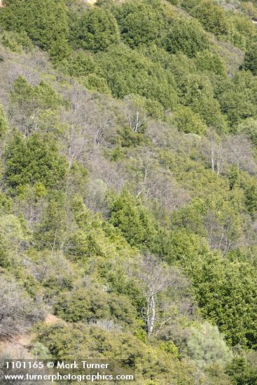 High elevation chaparral