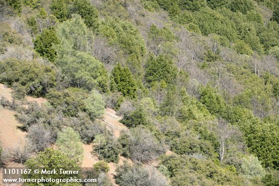 Grey Pines among high elevation chaparral