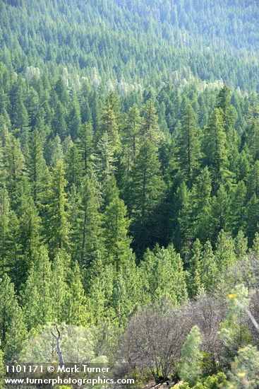 Mixed conifer forest w/ Douglas-fir, Ponderosa Pine, Grey Pine