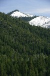 Mixed conifer forest w/ Douglas-fir, Ponderosa Pine, Grey Pine w/ snow-covered clearcuts bkgnd