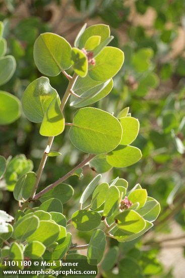 Mallory's Manzanita foliage & buds