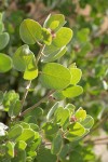 Mallory's Manzanita foliage & buds