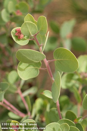 Mallory's Manzanita foliage & buds