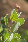 Mallory's Manzanita foliage & buds