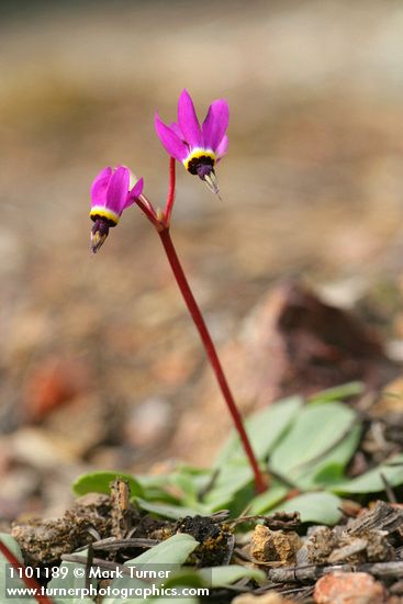 Henderson's Shooting Star