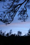 Grey Pines against twilight sky