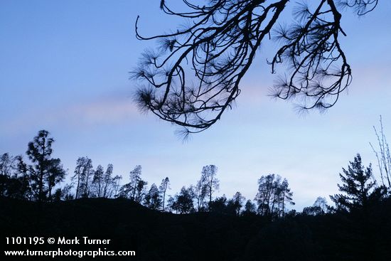Grey Pines against twilight sky