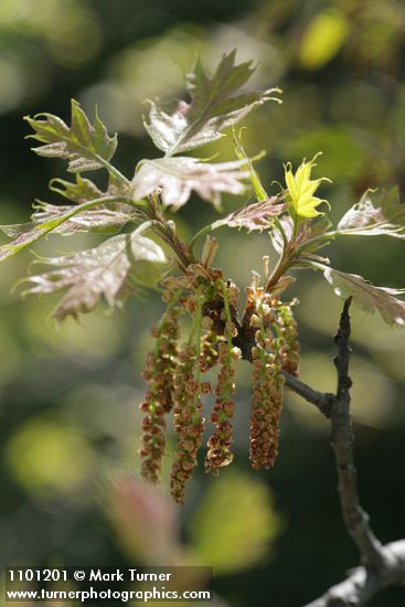 California Black Oak catkins & new foliage