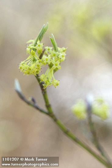 Blackfruit Dogwood blossoms
