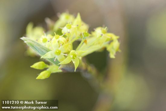 Blackfruit Dogwood blossoms detail