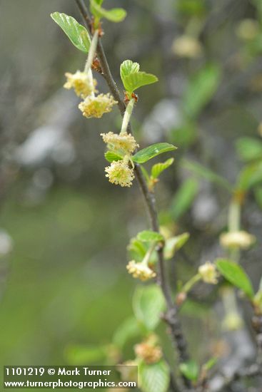 BIrchleaf Mountain Mahogany blossoms & foliage