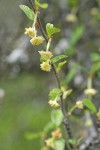 BIrchleaf Mountain Mahogany blossoms & foliage