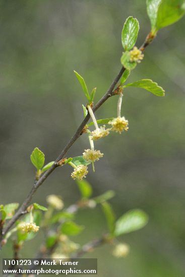 BIrchleaf Mountain Mahogany blossoms & foliage