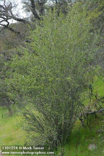 BIrchleaf Mountain Mahogany