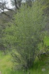 BIrchleaf Mountain Mahogany