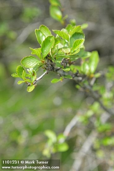 BIrchleaf Mountain Mahogany new foliage detail