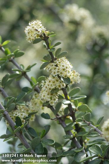 Buckbrush blossoms & foliage