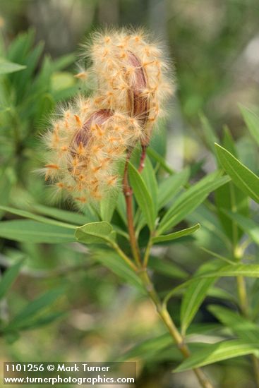Oleander seedpods & foliage