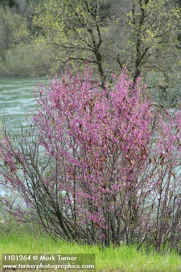 California Redbud w/ Sacramento River bkgnd