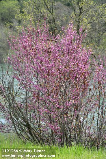 California Redbud w/ Sacramento River bkgnd