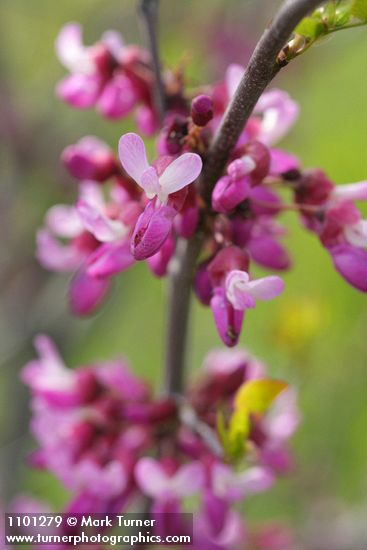 California Redbud blossoms