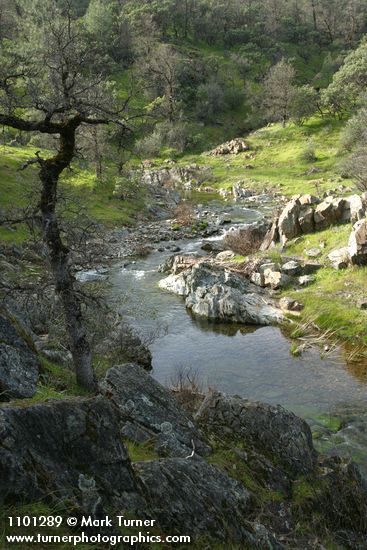 Garry Oak trunk above Salt Creek