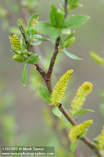 Red Willow male aments & new foliage detail