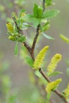 Red Willow male aments & new foliage detail