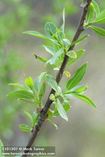 Red Willow new foliage detail