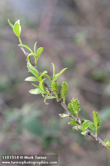 Red Willow female aments & new foliage