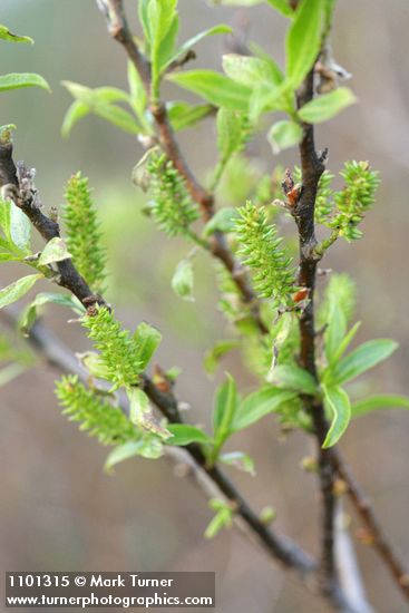 Red Willow female aments & new foliage